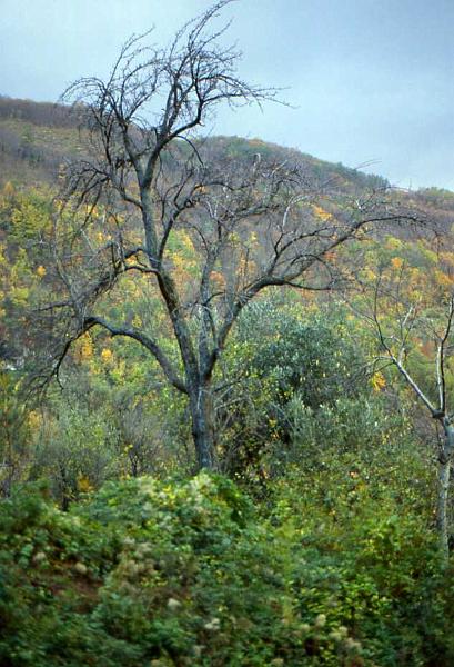 186-Cervinara,6 dicembre 1987.jpg